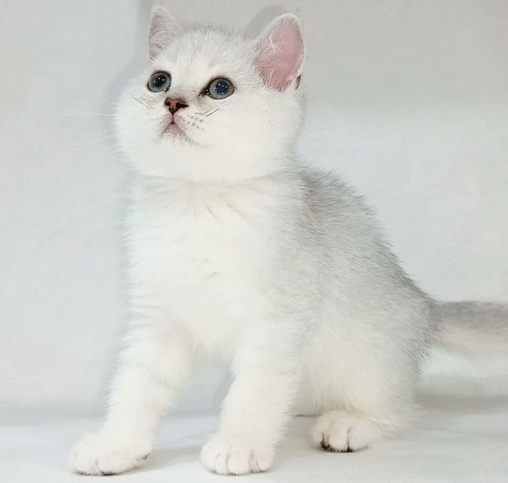 Продается котята серебристая шиншила л