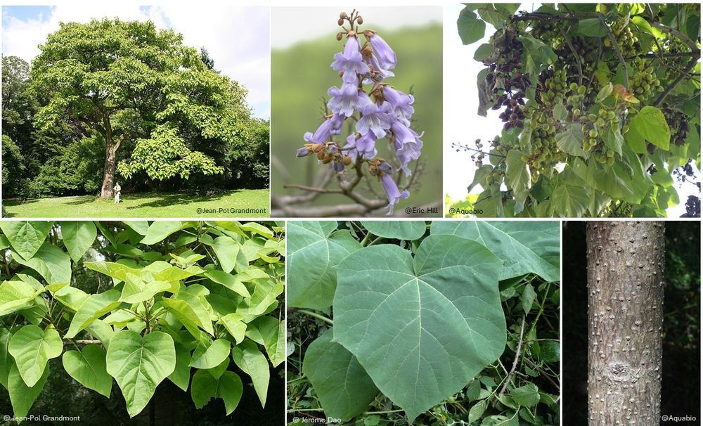Pomi Ornamentali (Paulownia Tomentosa)