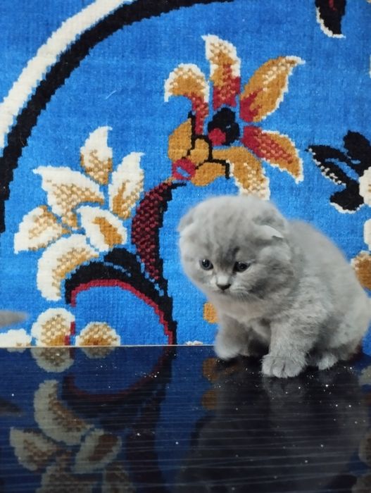 Продаю котят шатланские