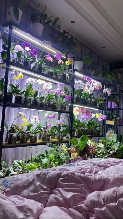 Активатор роста корней и цветения  для орхидей.