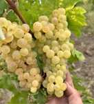 Vand struguri de vin