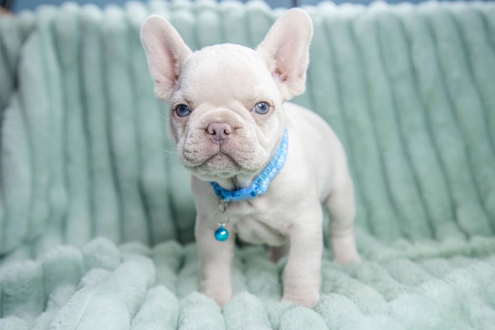 bulldog francez platinum