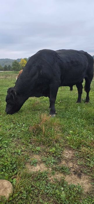 Vand vaca baltata si juninca baltata si taur angus