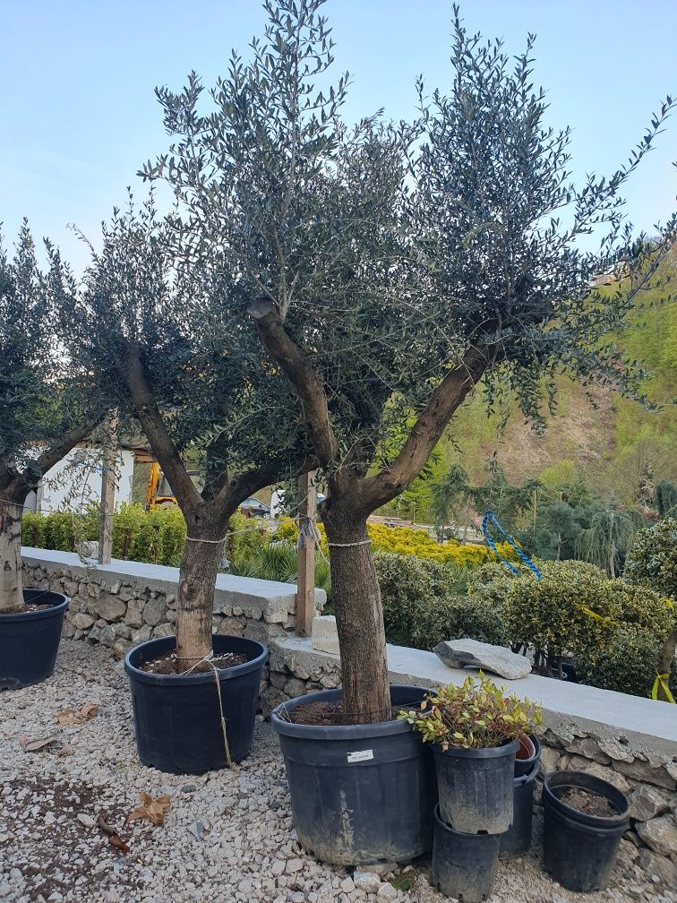 Plante exotice ( palmieri Trachycarpus Fortunei 3m - 4m )