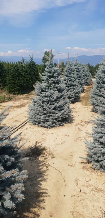 Brazi argintii și Normandia la balot de pamant