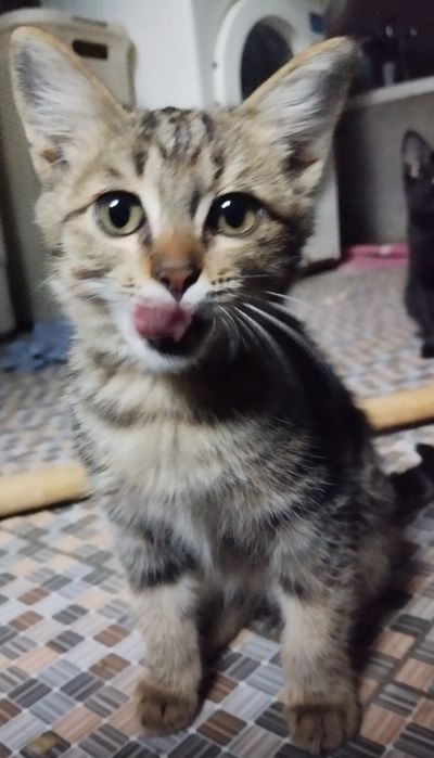 Кошка! Mushuk! BEPULGA!