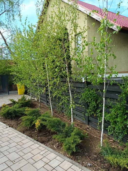 Mesteacăn alb ornamental diferite dimensiuni