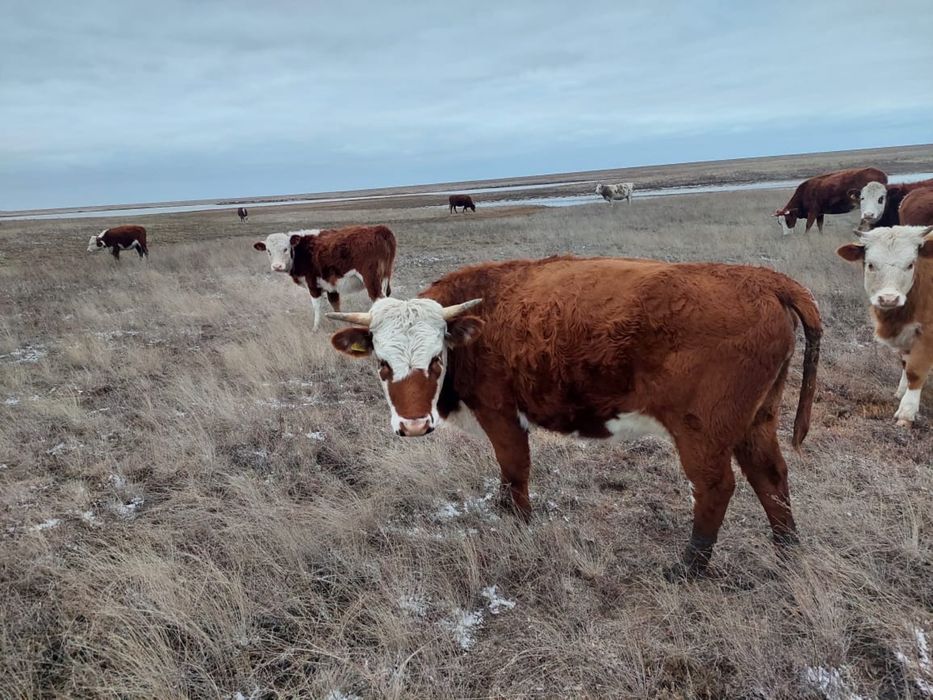 Телки двухгодовалые