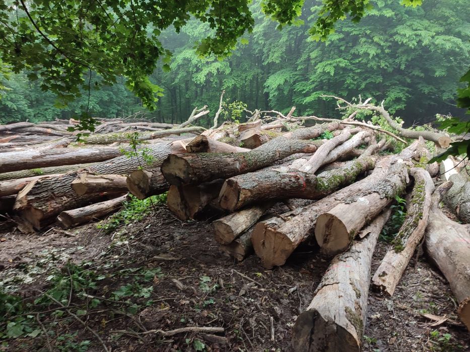 Lemne fag și carpen