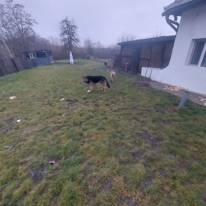 Donez metis ciobănesc german