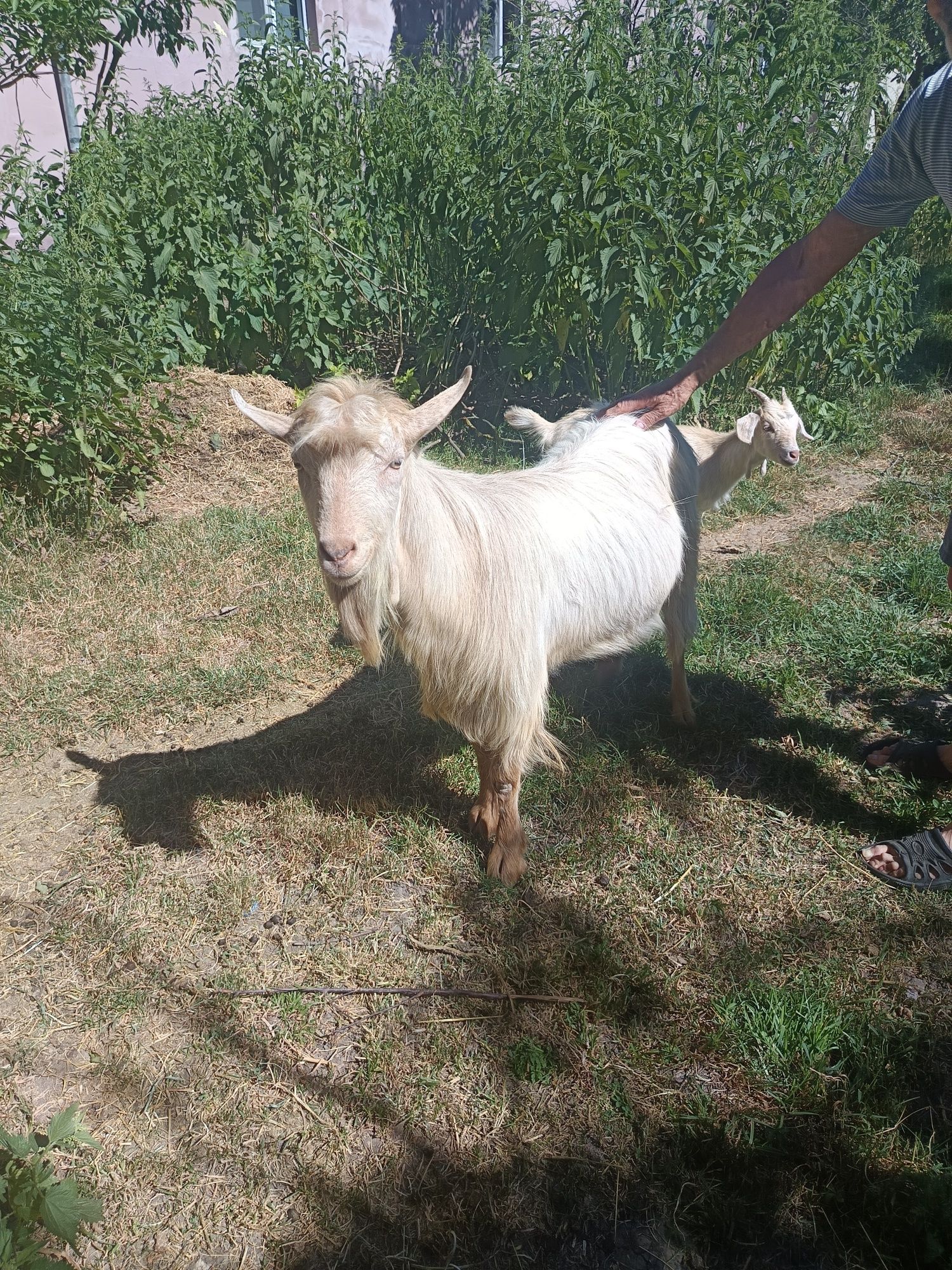 Capre de vânzare