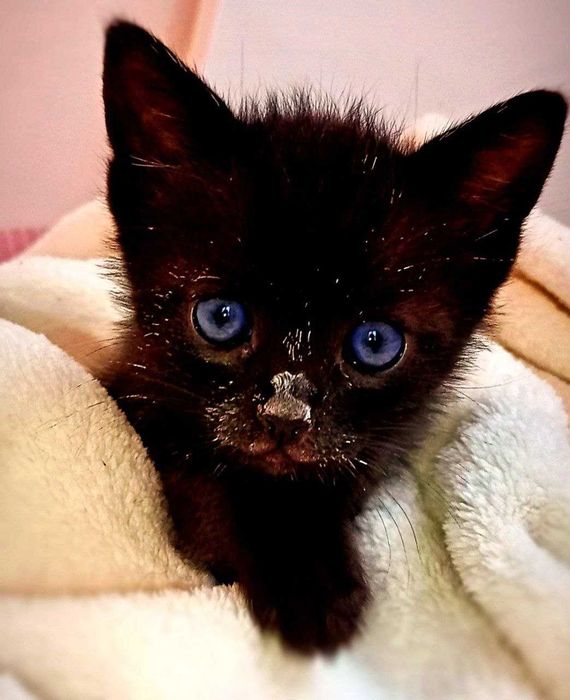 Гальовно котенце на 6 седмици, обезпаразитено