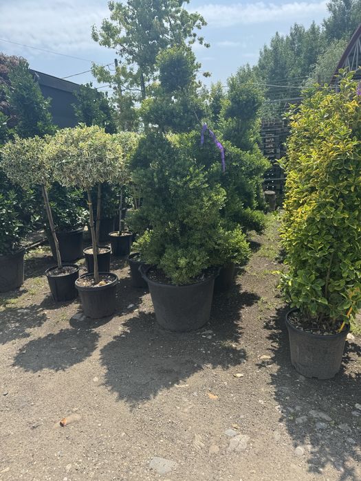 Amenjam spatii verzi pentru gradina ta