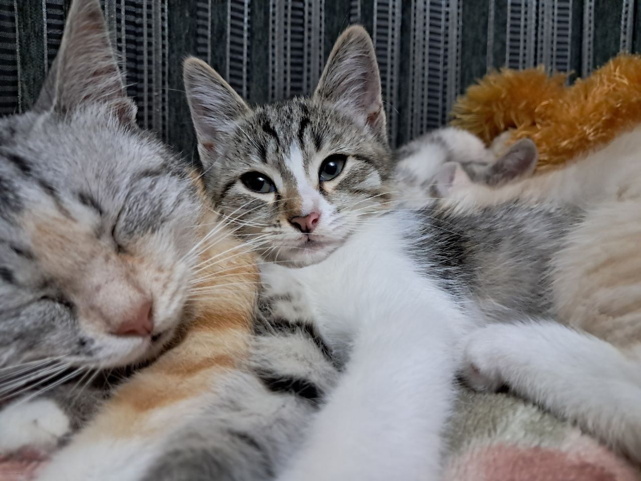 Девочка 2 месяца котенок