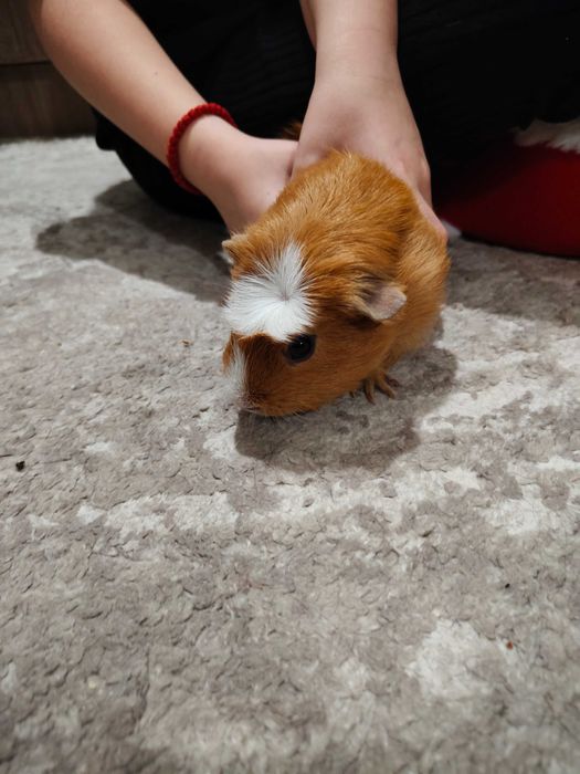 Продавам морски свинчета