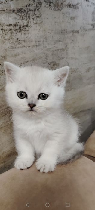 Чистокръвна Сребърна Чинчила