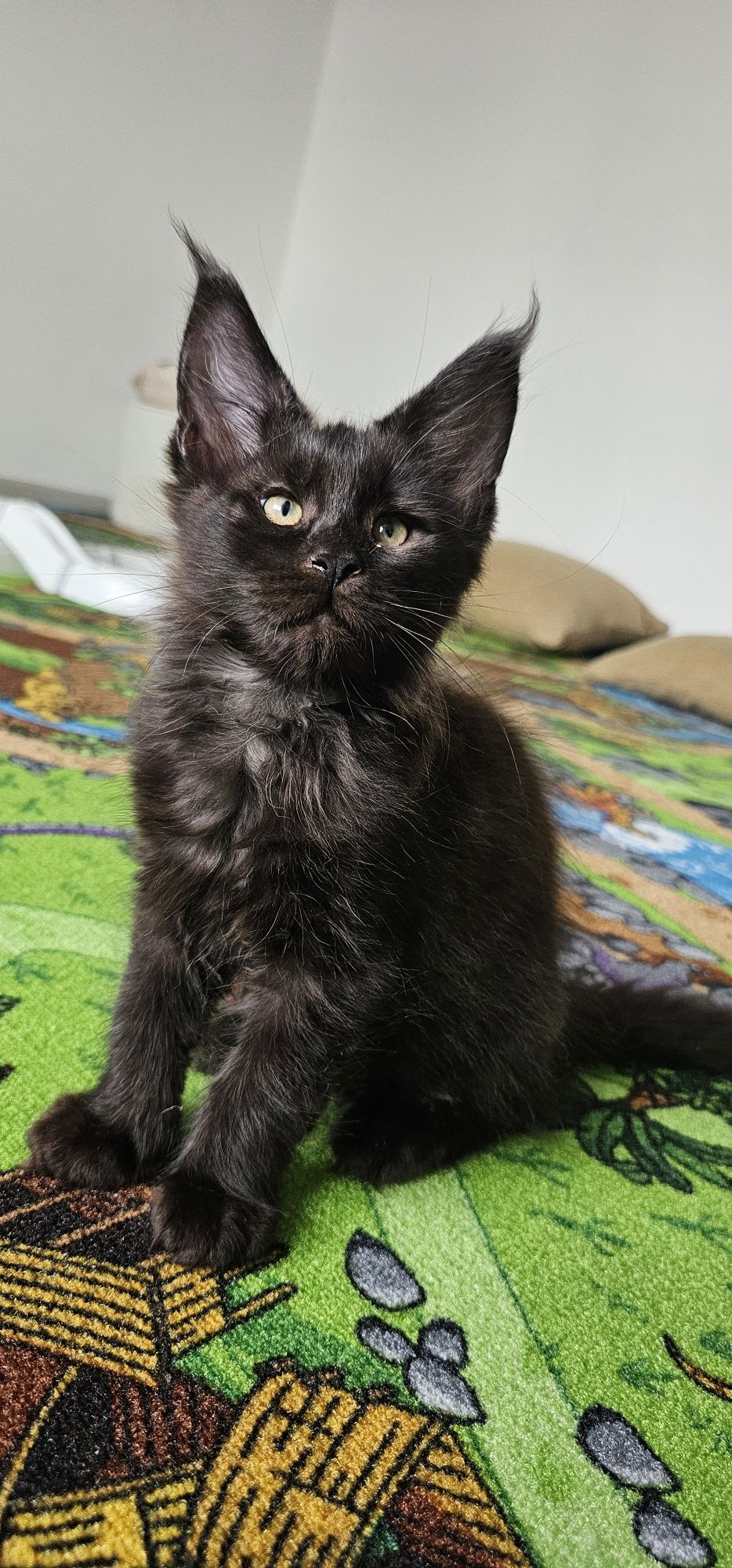 Pui Maine Coon cu pedigree