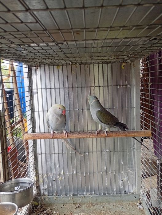 Vând papagali Micul Alexandru