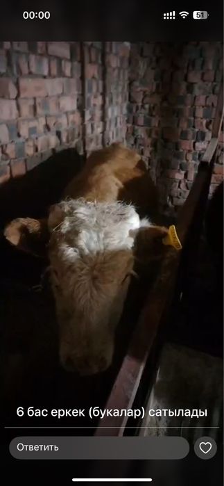 Еркек Бұзау сатылады, Продаётся бычок