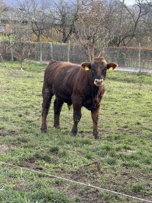 Vand 3 vitele si un vitel !