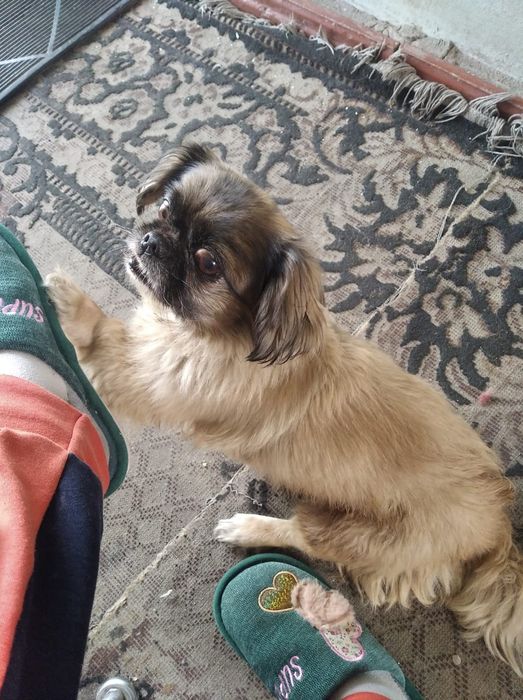 Пропала собачка...