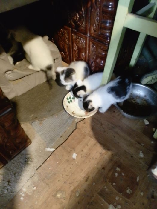 Pisici frumoși curați de donat