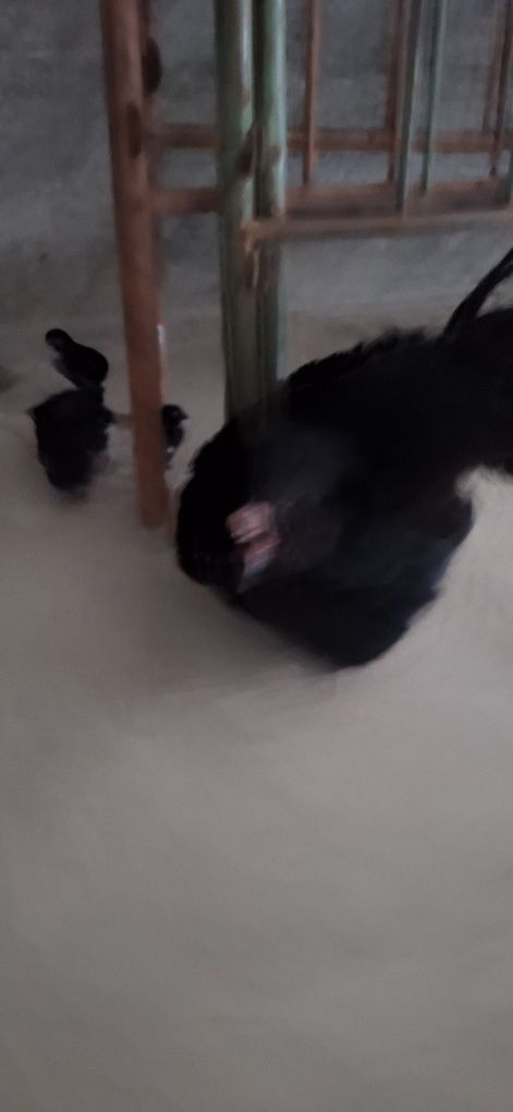 Qora Tovuq 6 ta Qora Jojasi bn