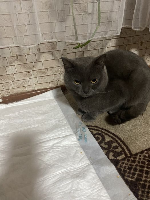 Отдаю срочно кота.  Британиц чисто кровный.