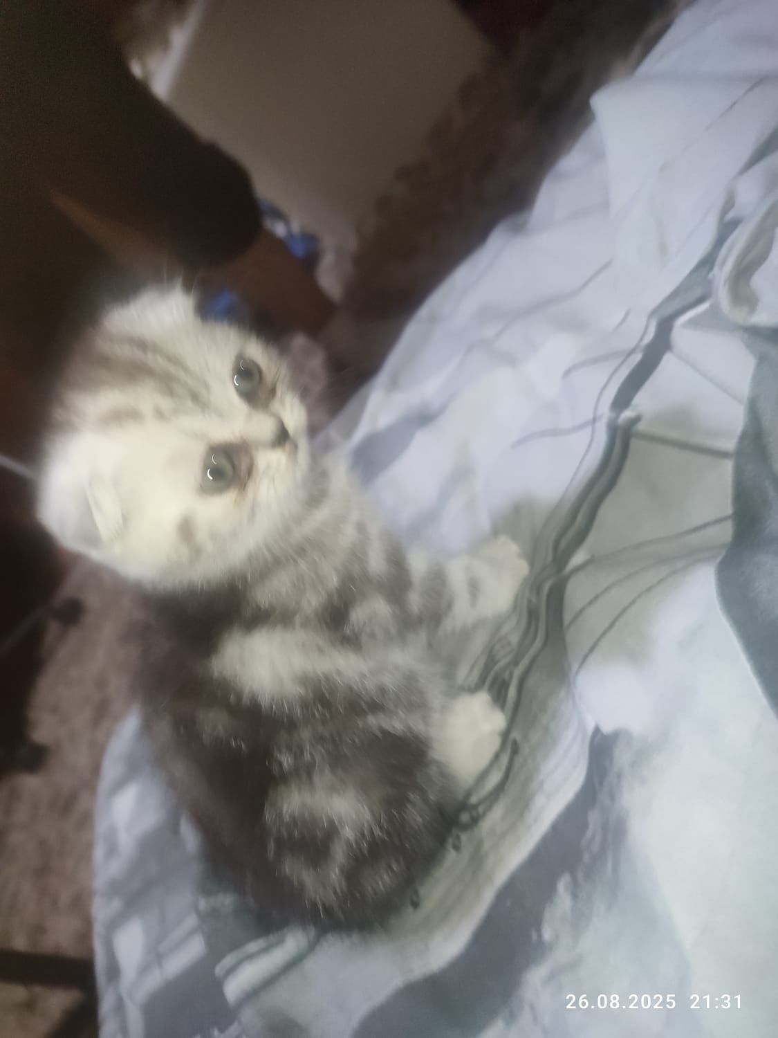 Котята Скоттиш страйт