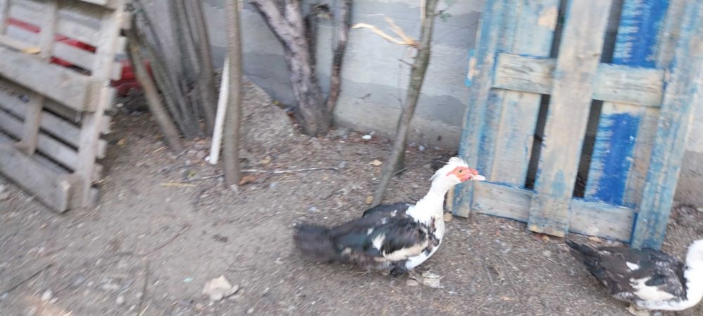 Ratoi Bio Rate Mute Lesesti