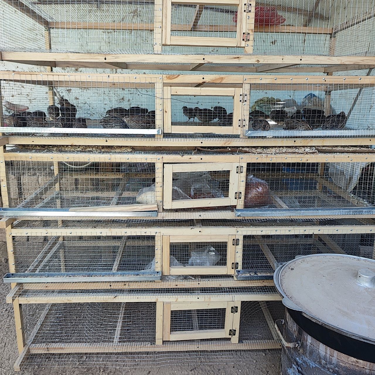 Yangi Bedana katak 250 talik