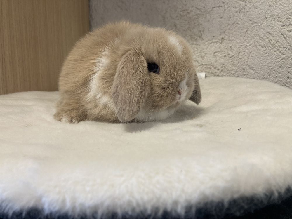 Iepuri pitici de companie berbec pitic/mini lop/holland lop