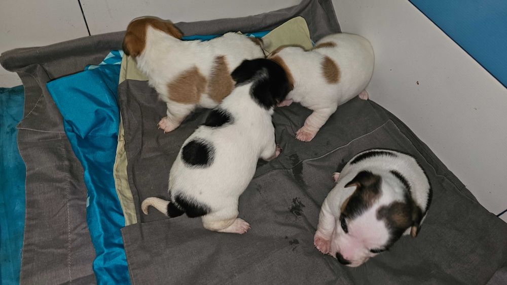 Джак Ръсел малък