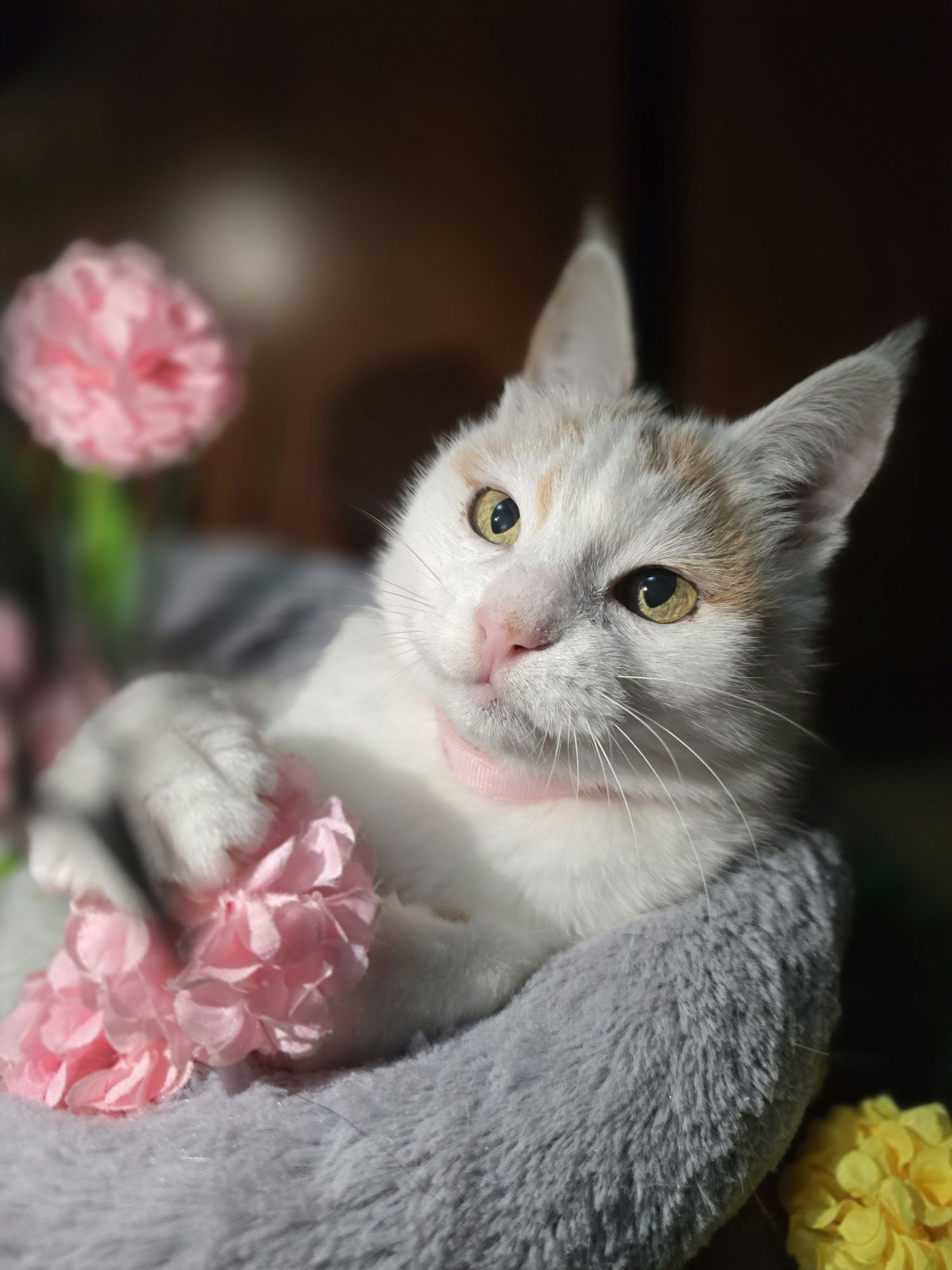 Снежана ищет дом.