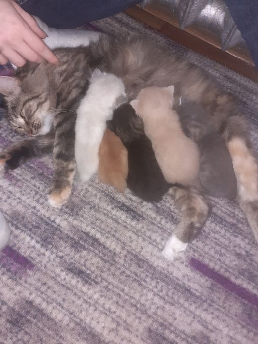 Котята в добрые руки