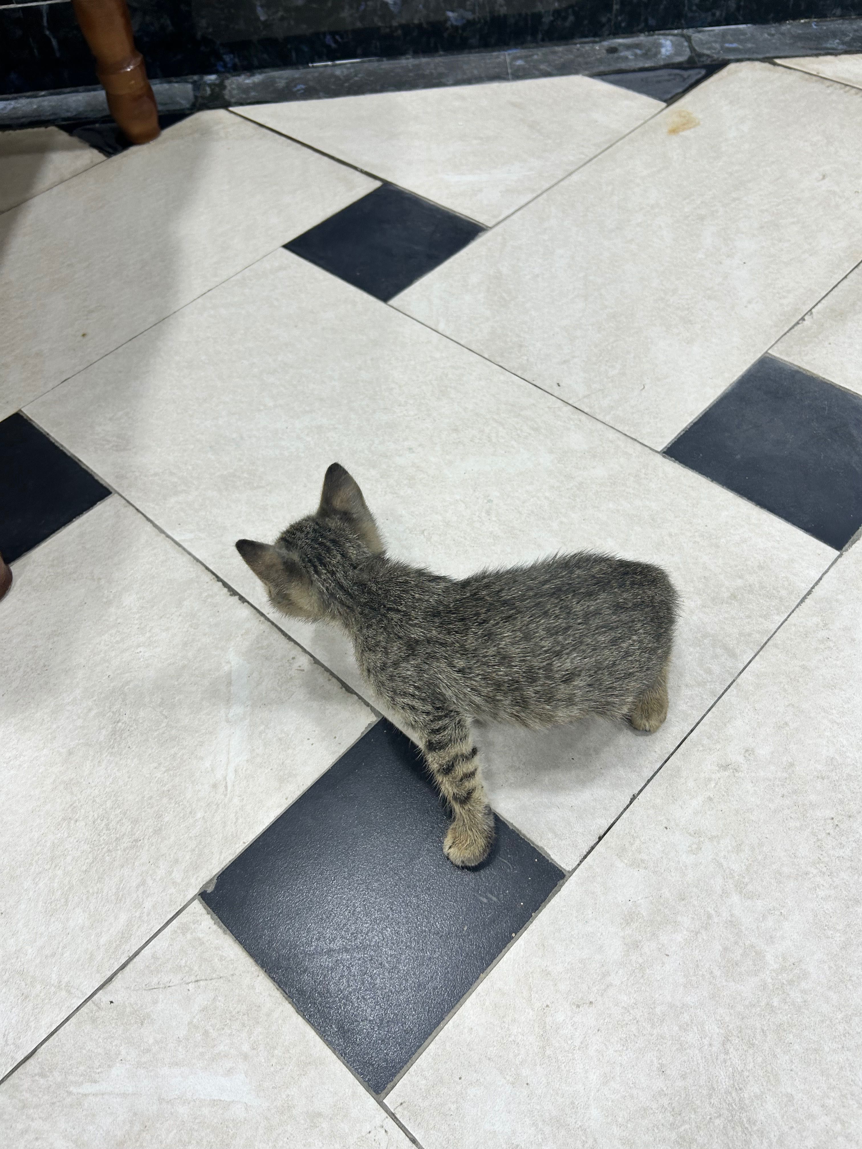 Отдам котят в хорошие руки