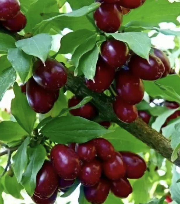 Vand puieti corn fructifer