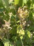 Struguri pentru vin