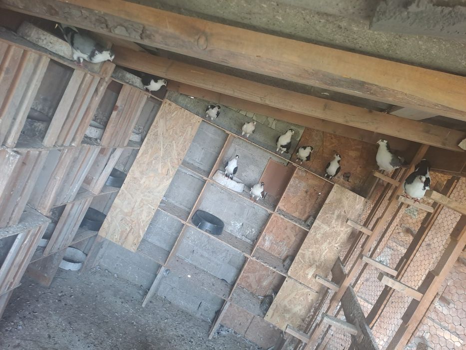 Gălățeni de vânzare cu joc