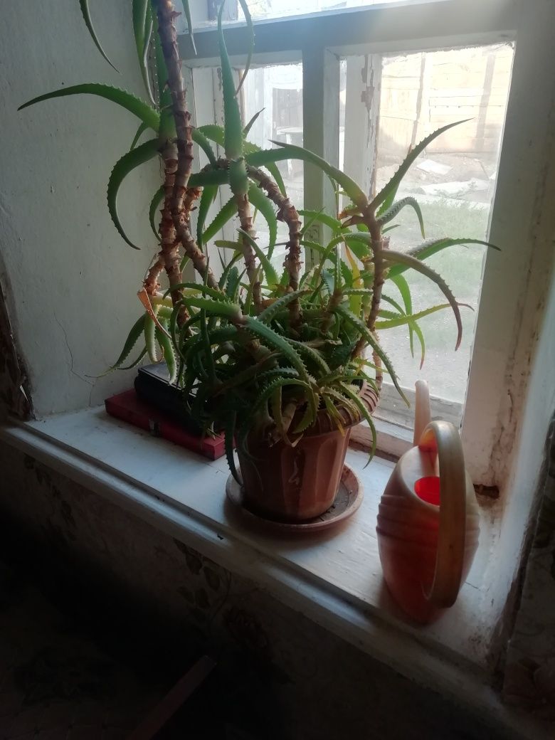 комнатные цветы.