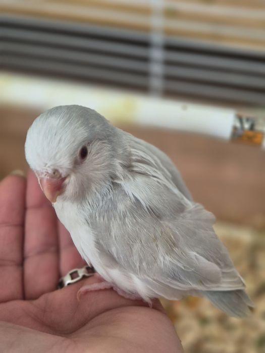 Păsări absolut încântătoare!!! Papagali FORPUS COELESTIS