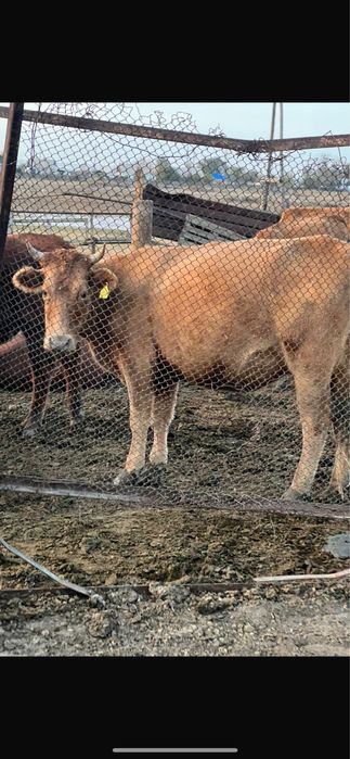 Продаеться 3 коровы и 1 бычок Находиться в городе Сарань