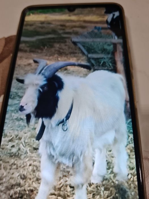 Tap metis sannen+carpatin