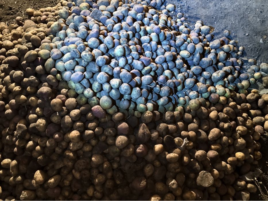 Продам мелкий картофель