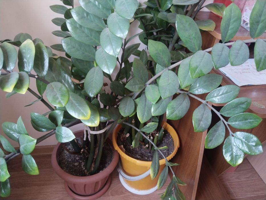 Продам долларовое дерево(замиокулькас)