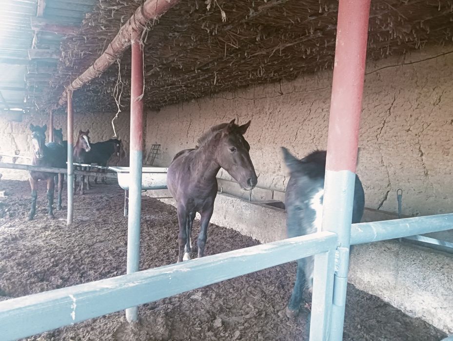 1 жарым жасар тайлар бар  2500 сойып беремыз