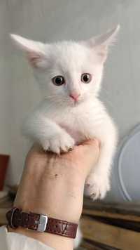 Срочно чисто белый цвет котенка отдам!! Сегодня пожалуйста