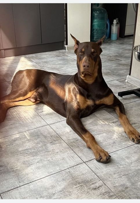 Продаются щенки добермана