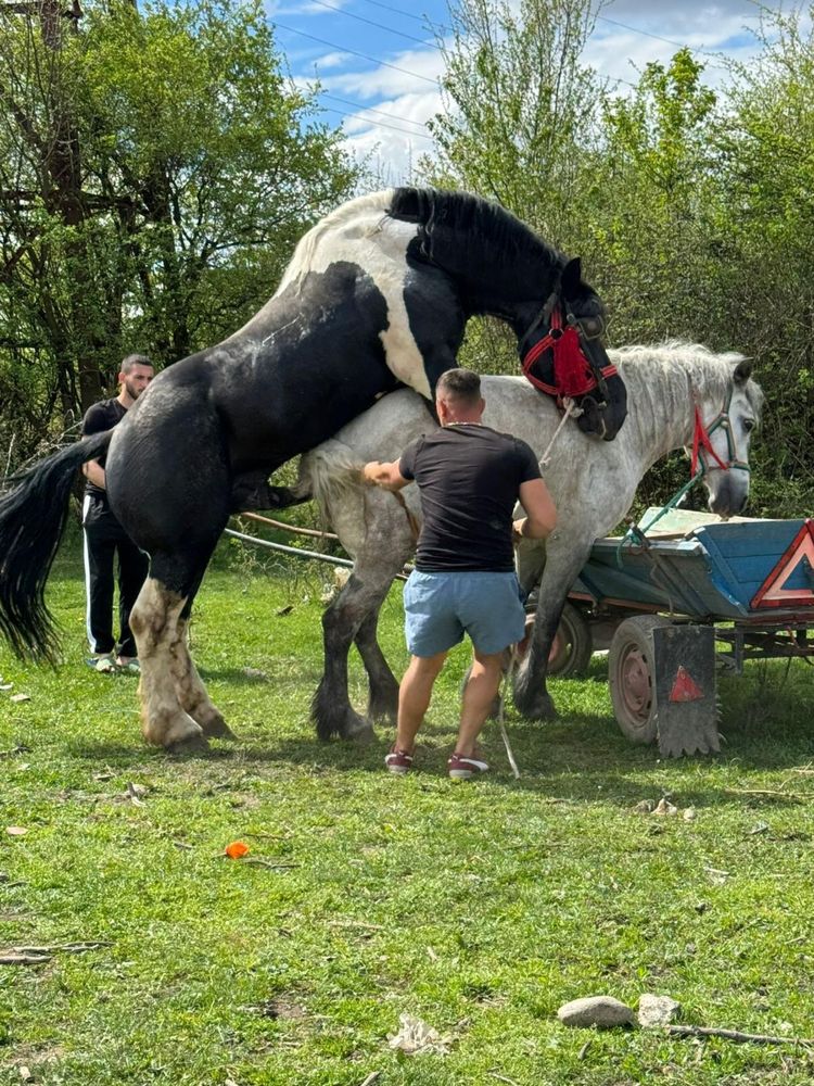 Armasar polonez pentru  monta!