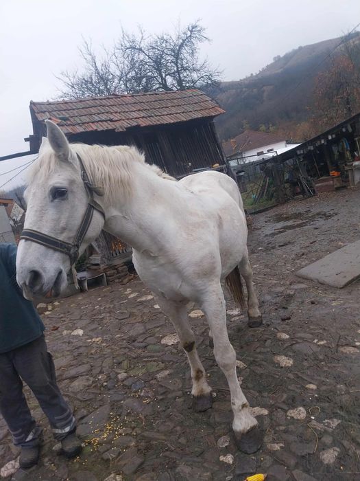 Se vinde iapă in varsta de 13 ani ,garantată la probe!!telefon(0767875